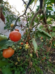 Organic cherry tomatoes Kavac